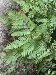 Pteridium tauricum