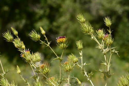 Cousinia scabrida · iNaturalist United Kingdom