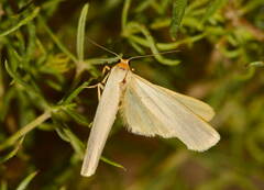 Eilema palliatella