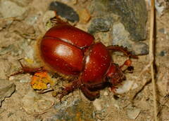 Eubolbitus radoszkowskii