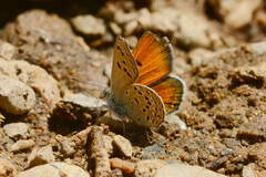 Afarsia antoninae