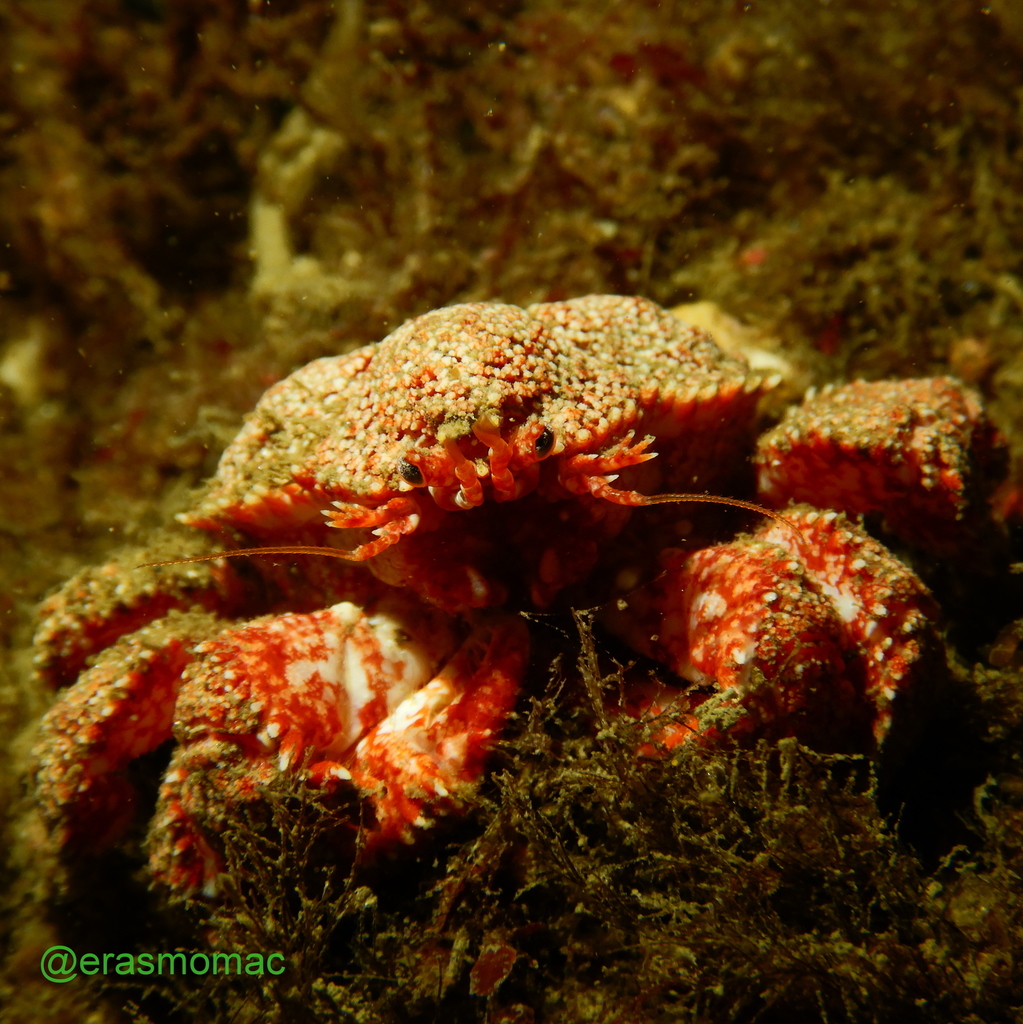 false southern king crab