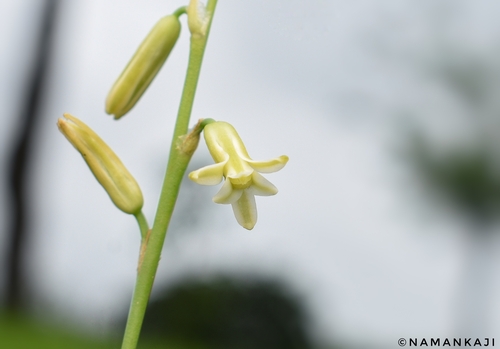 Dipcadi saxorum