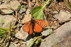 Melitaea ninae