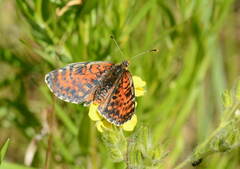 Melitaea ninae
