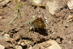 Muschampia lutulenta