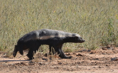 Mellivora capensis capensis