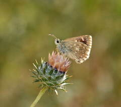 Muschampia lutulenta