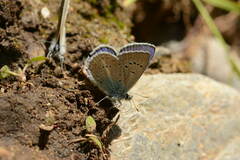 Polyommatus actinides