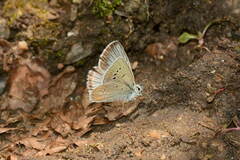 Polyommatus phyllides