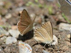 Polyommatus ripartii