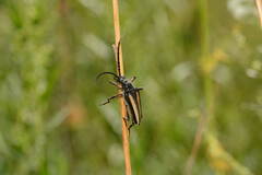 Stenocorus validicornis