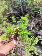 Dasiphora parvifolia