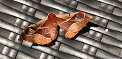 Holocerina smilax