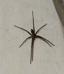 Heteropoda venatoria