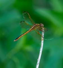 Libellula needhami