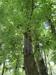 Carpinus betulus