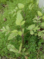 Bidens pilosa