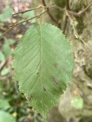Carpinus betulus