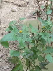 Bidens pilosa