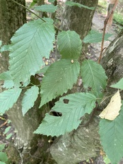 Carpinus betulus