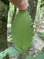 Carpinus betulus