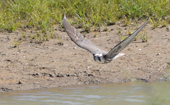 Falco biarmicus biarmicus