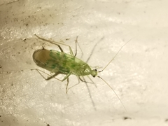 Malacocoris chlorizans