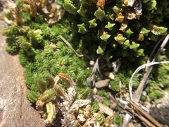 Selaginella watsonii