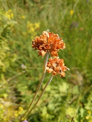 Primula auriculata