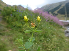 Hypericum maculatum maculatum