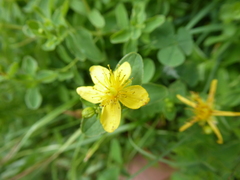 Hypericum maculatum maculatum