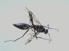 Camponotus