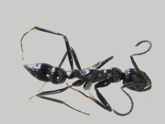 Leptogenys laeviceps