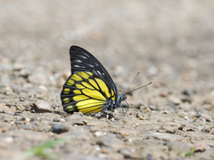 Prioneris cornelia