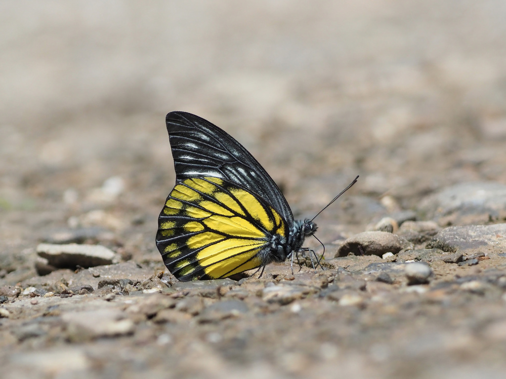 Bornean Sawtooth