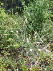 Astragalus melilotoides