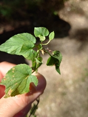 Viola reichenbachiana