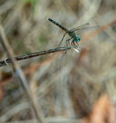 Pachydiplax longipennis