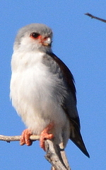 Polihierax semitorquatus