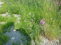 Erigeron acris kamtschaticus