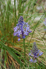 Scilla hyacinthoides