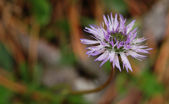 Globularia cordifolia