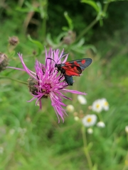 Zygaena angelicae