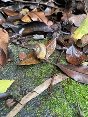 Cyclophorus punctatus