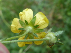 Potentilla pyrenaica