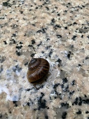 Cyclophorus punctatus