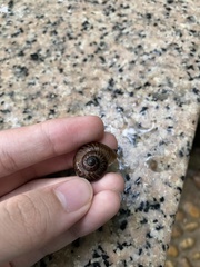 Cyclophorus punctatus