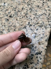 Cyclophorus punctatus
