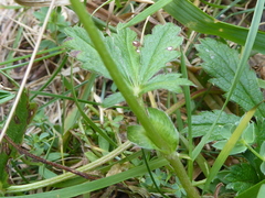 Potentilla pyrenaica